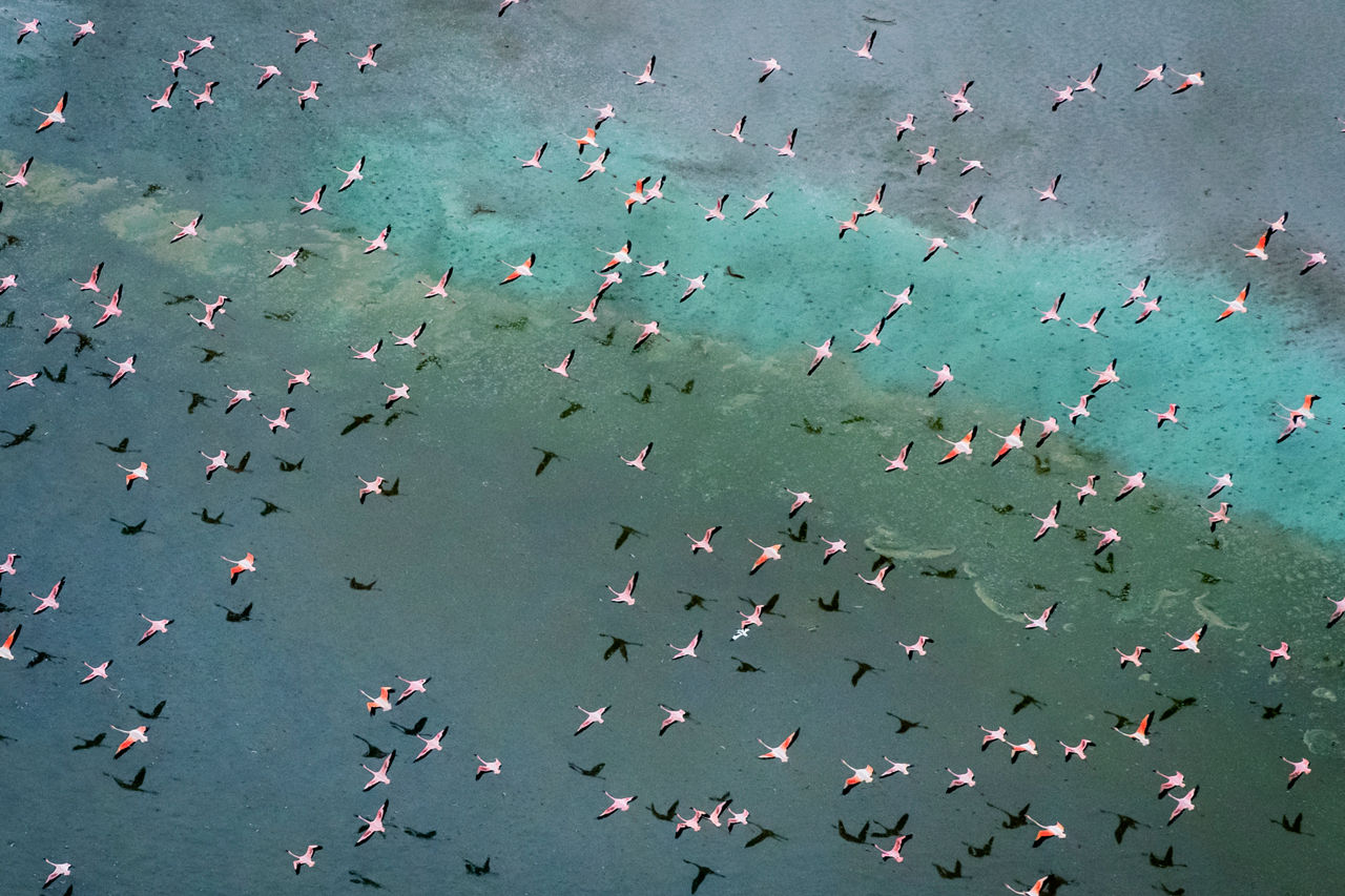 Flamingos flying over water
